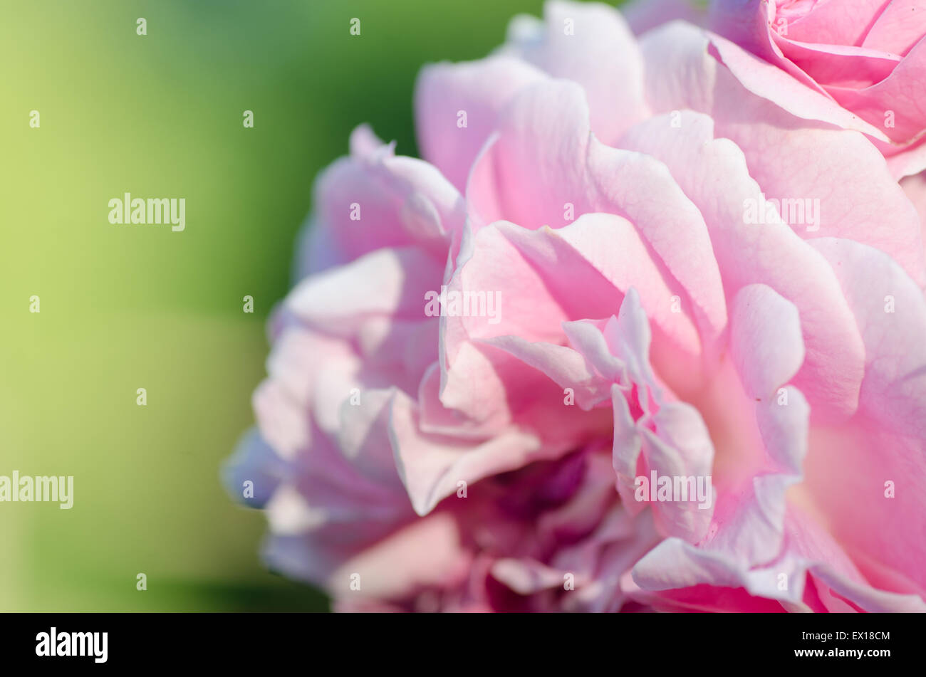 Dettaglio della rosa rosa in giardino Foto Stock