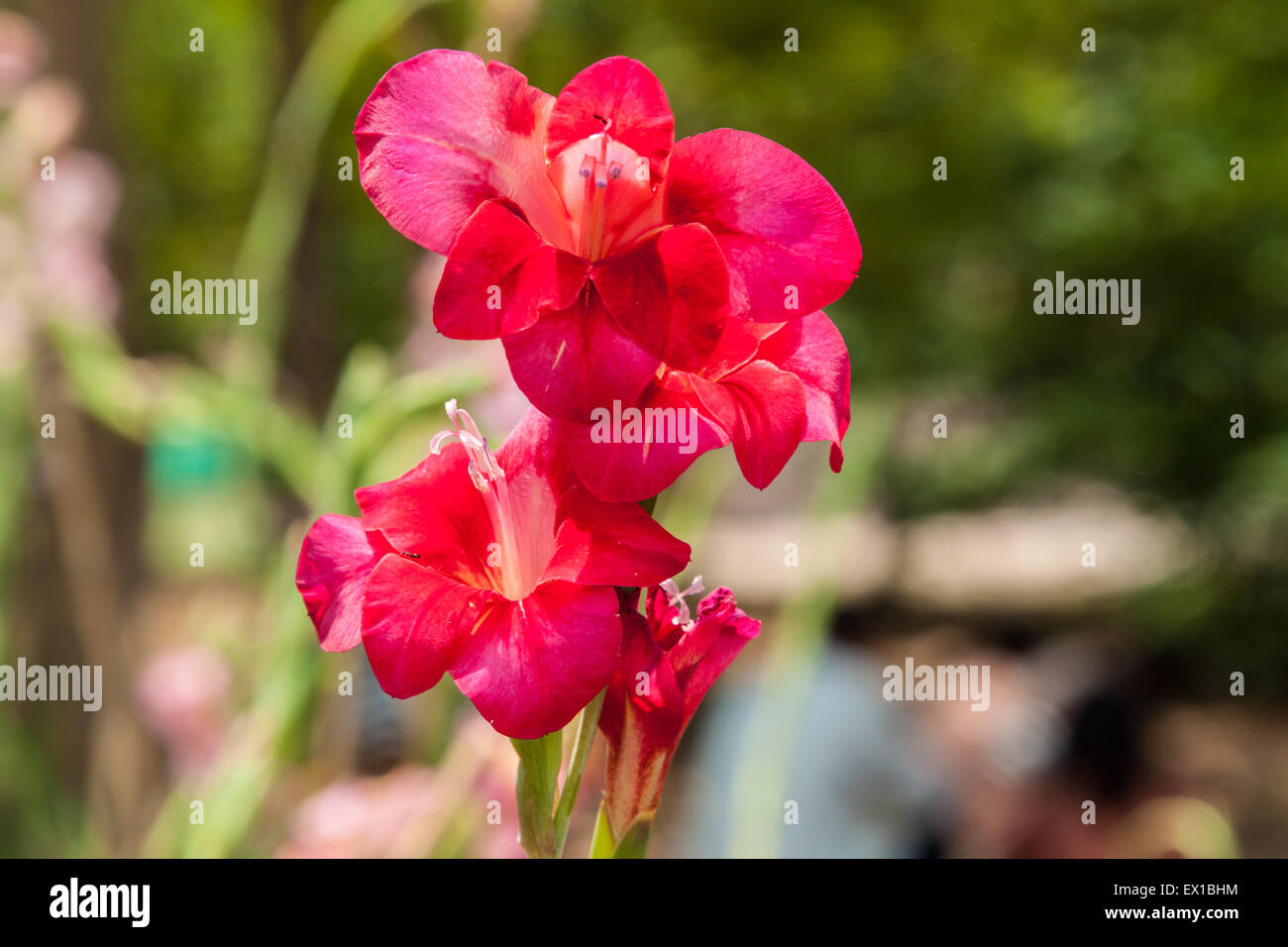Canna in giardino Foto Stock