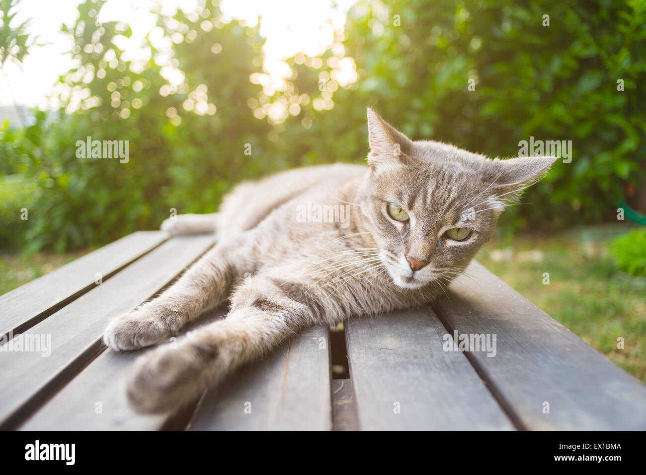 Giocoso gatto domestico giacente su un lato su un nero panca in legno  guardando la telecamera. Colpo all'aperto in controluce Foto stock - Alamy