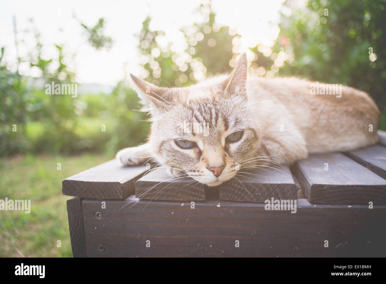 Giocoso gatto domestico giacente su un lato su un nero panca in legno guardando la telecamera. Colpo all'aperto in controluce. Foto Stock