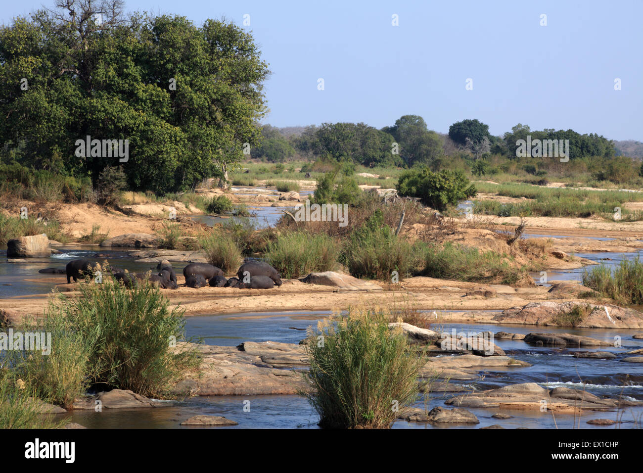 Ippopotami in Sabie River, Kruger National Park, Sud Africa Foto Stock