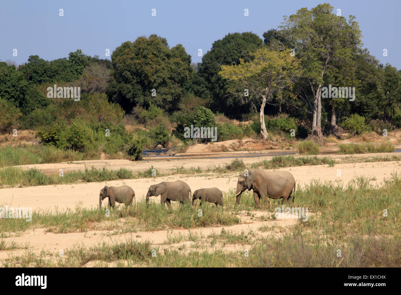 Famiglia di elefanti per raggiungere a piedi il fiume Sabie Foto Stock