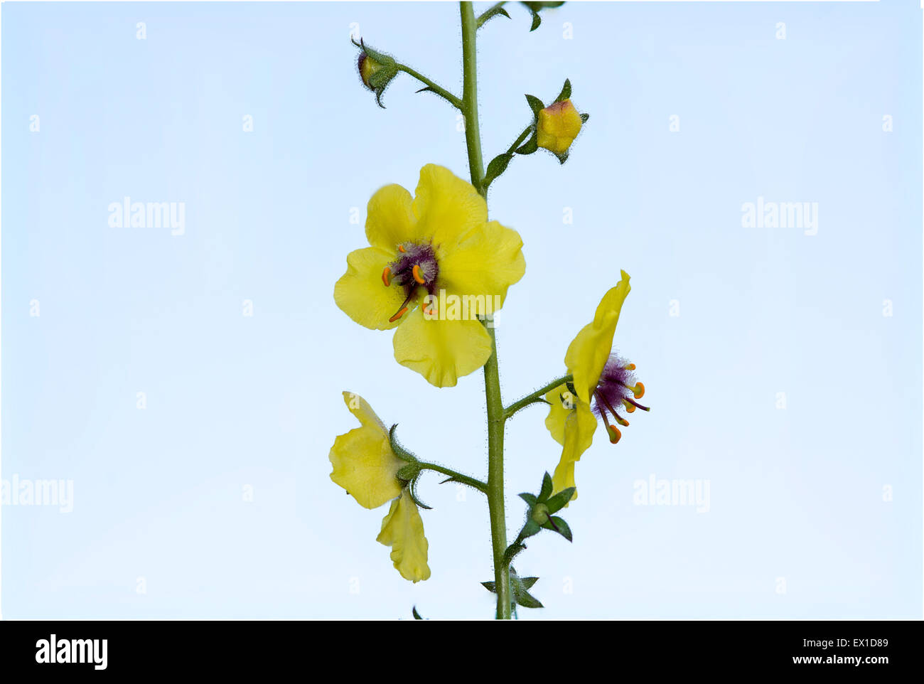La tignola Mullein sbocciare fiori selvaggi contro un cielo blu. Foto Stock