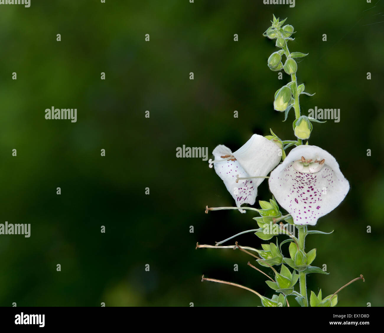 Campana bianco fiori Foxglove fiorisce in estate. Foto Stock