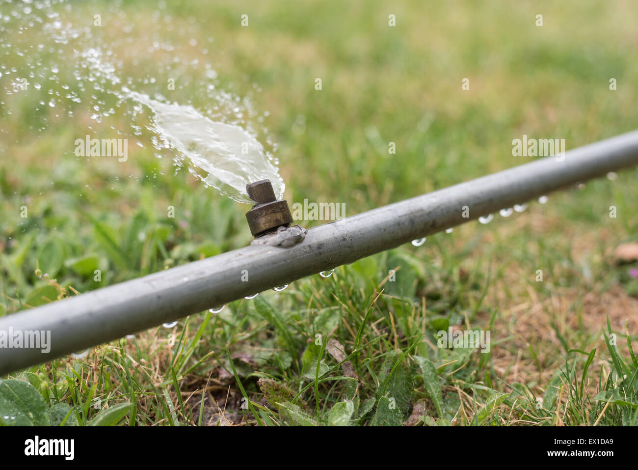 Giardino irrigazione sprinkler prato sul grigio di un tubo metallico Foto Stock