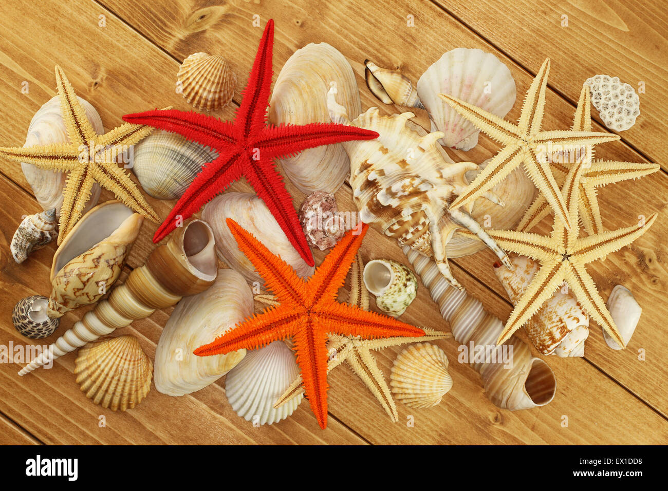 Conchiglie di mare e Starfishes marrone su sfondo di legno Foto Stock