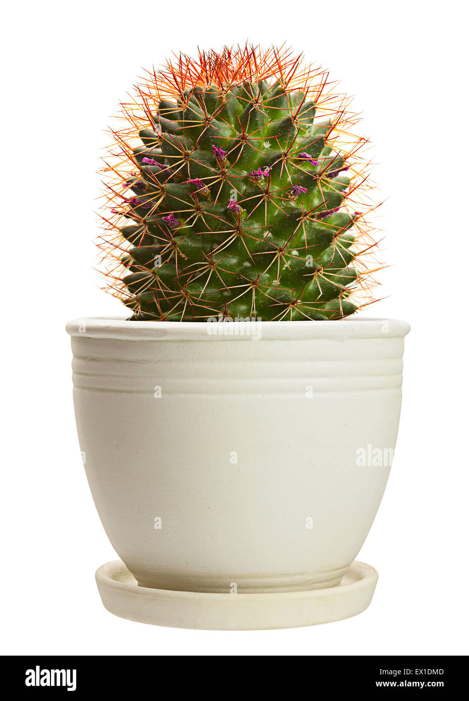 Home Pianta cactus closeup isolati su sfondo bianco Foto Stock