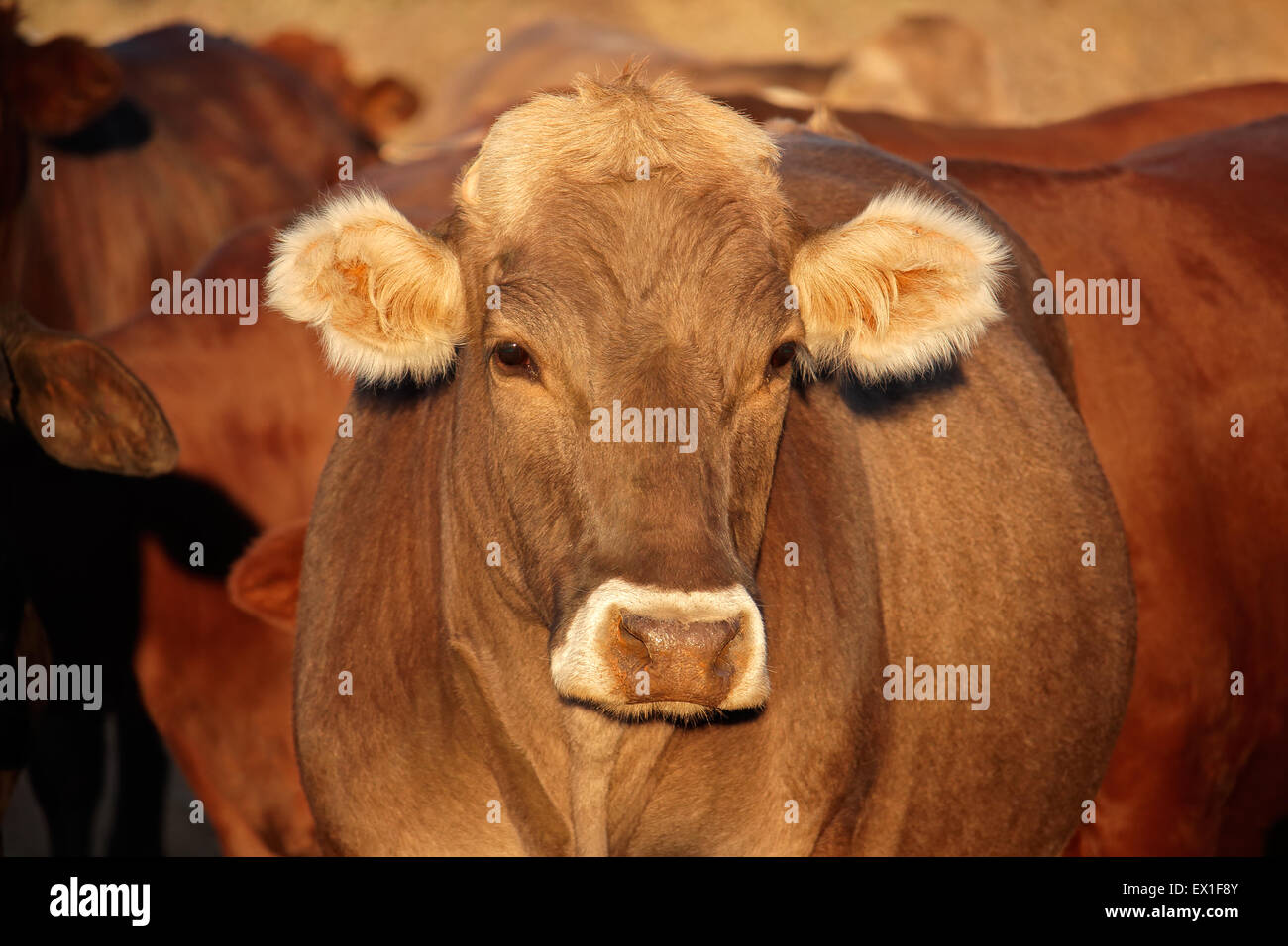Ritratto di una mucca nel tardo pomeriggio la luce Foto Stock