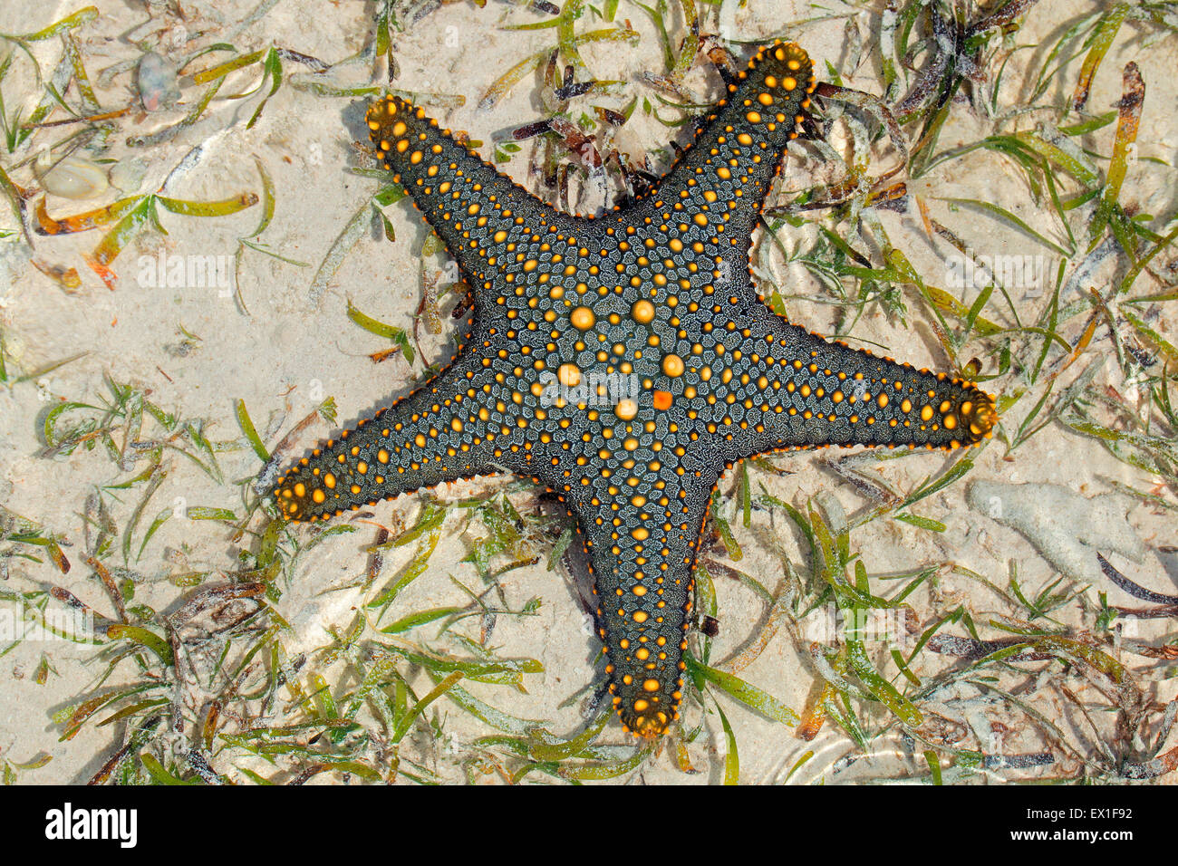 Colorata di verde e giallo starfish sulla sabbia bagnata, isola di Zanzibar Foto Stock