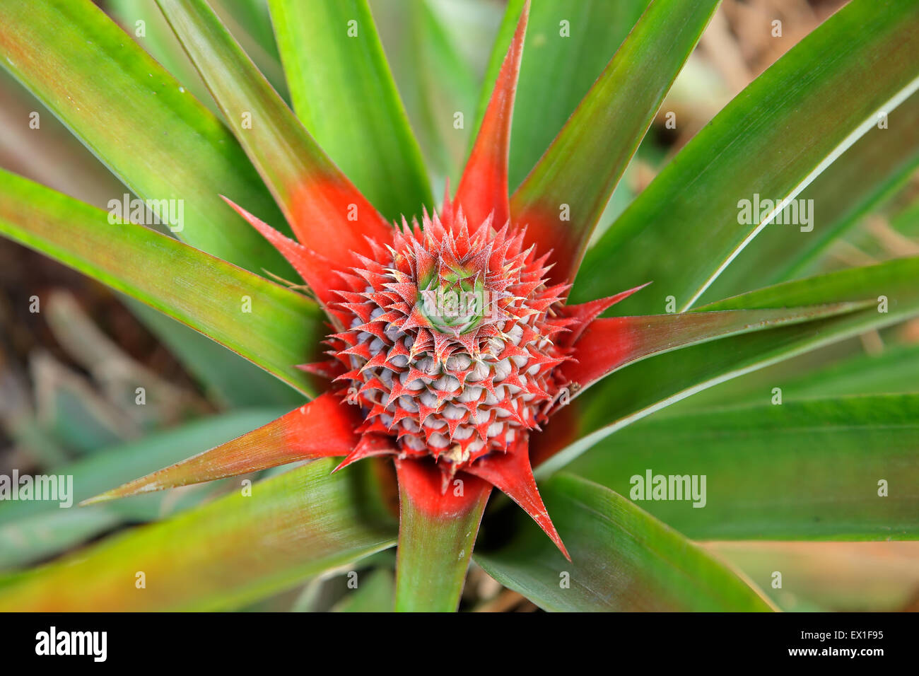 Giovani, SVILUPPARE ananas frutta crescendo nel campo Foto Stock
