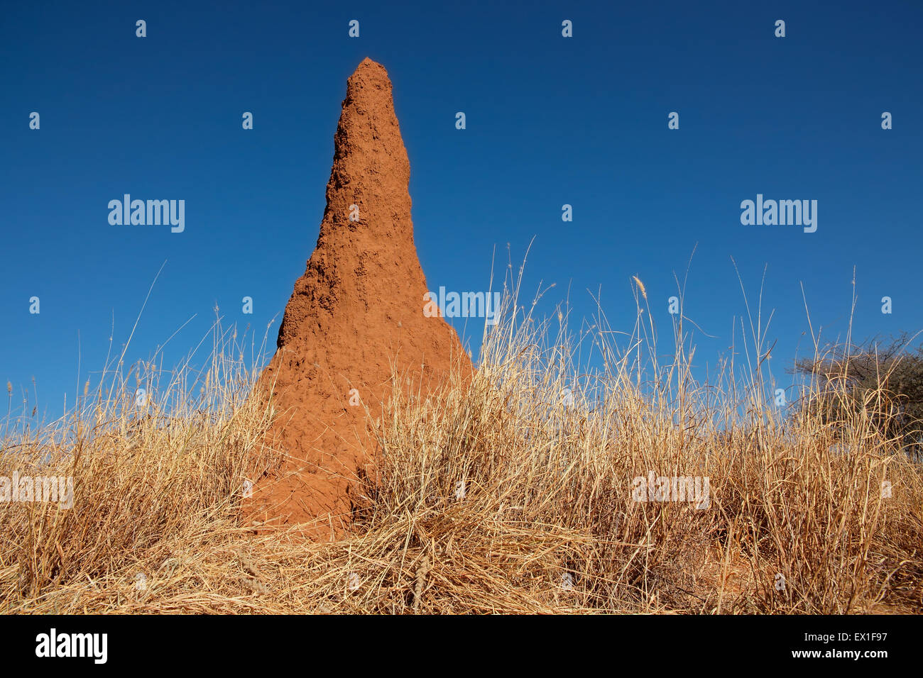 Massive termite mound contro un cielo blu, Sud Africa Foto Stock