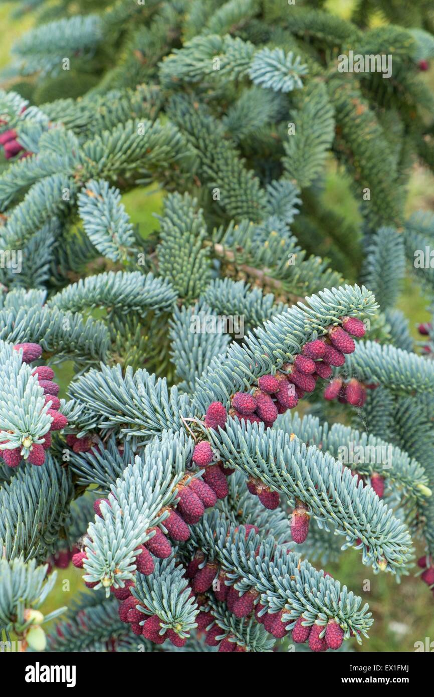 Abies procera 'Glauca' , che mostra il rosso decorativo coni. Foto Stock