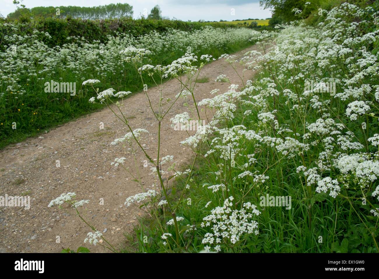 Mucca prezzemolo - Anthriscus sylvestris, cresce sull orlo accanto al vicolo del paese Foto Stock