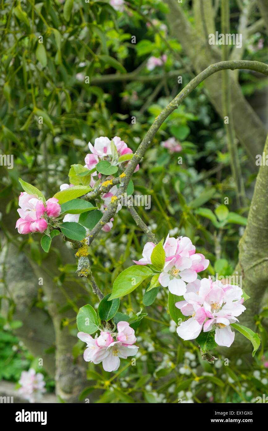 Bramley apple blossom Foto Stock
