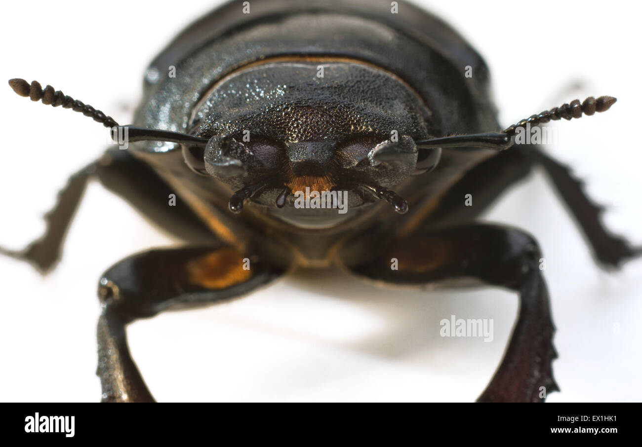 La femmina stag Beetle (lucanus cervus) un grande coleottero del genere(Lucanus). Foto Stock