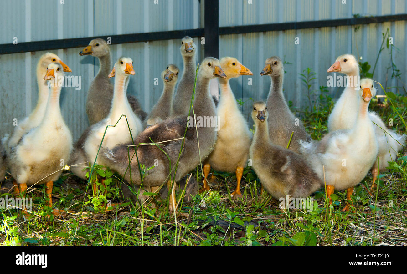 Oche domestiche,goslings(Anser).(Anser anser). (Anser cygnoides). Foto Stock