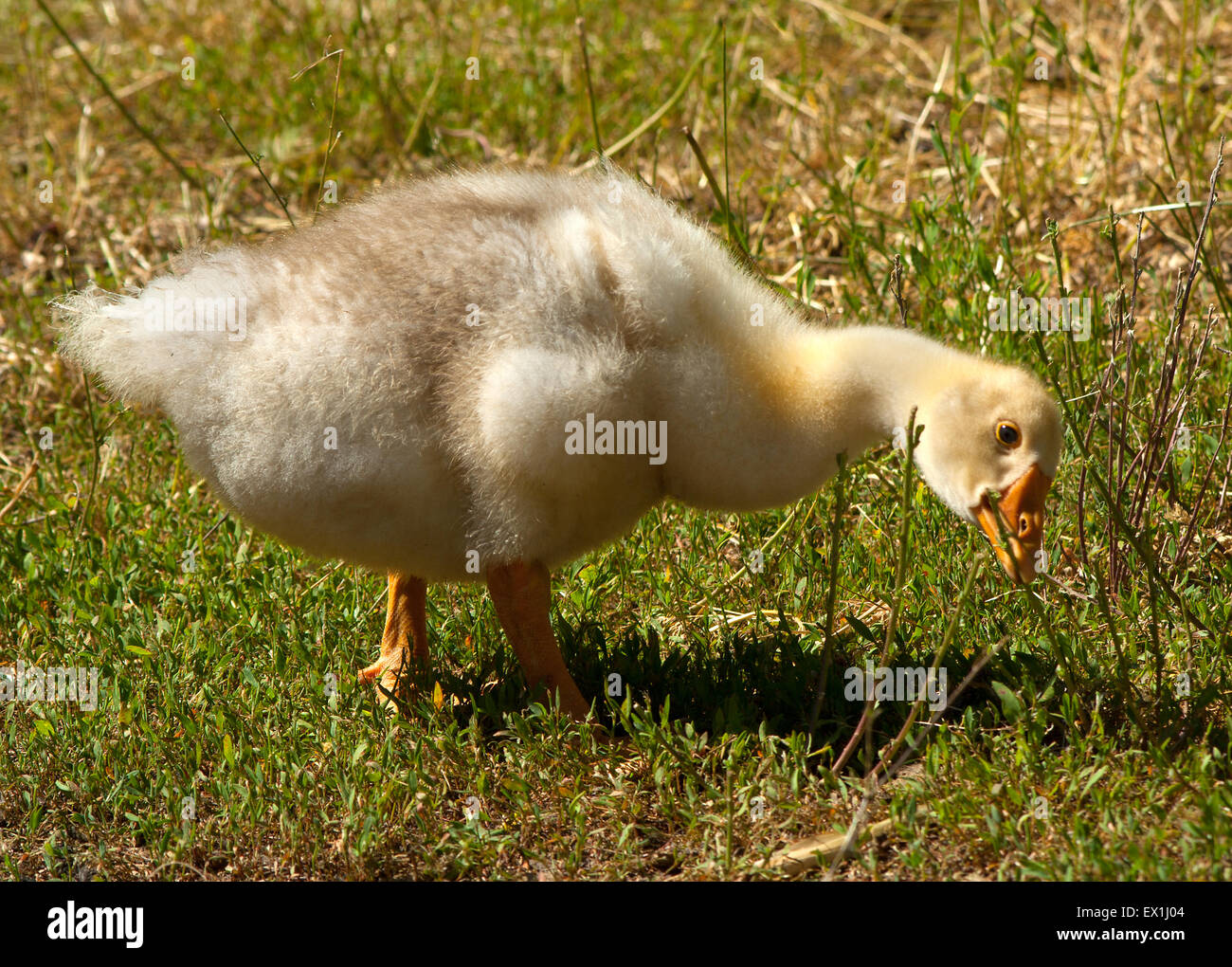 Oche domestiche,goslings(Anser).(Anser anser). (Anser cygnoides). Foto Stock