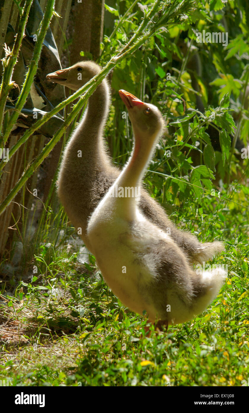 Oche domestiche,goslings(Anser).(Anser anser). (Anser cygnoides). Foto Stock