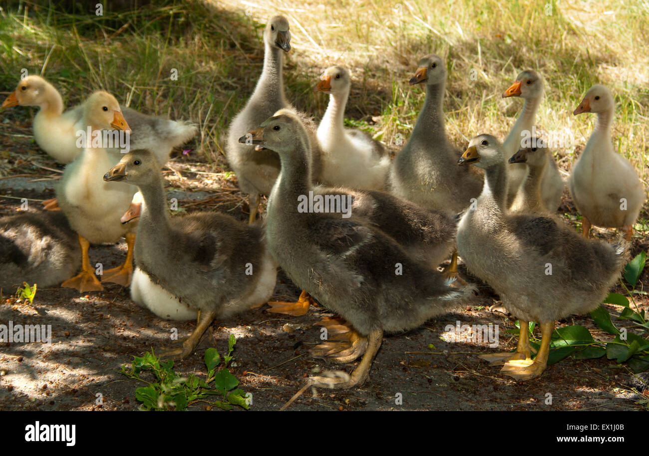 Oche domestiche,goslings(Anser).(Anser anser). (Anser cygnoides). Foto Stock