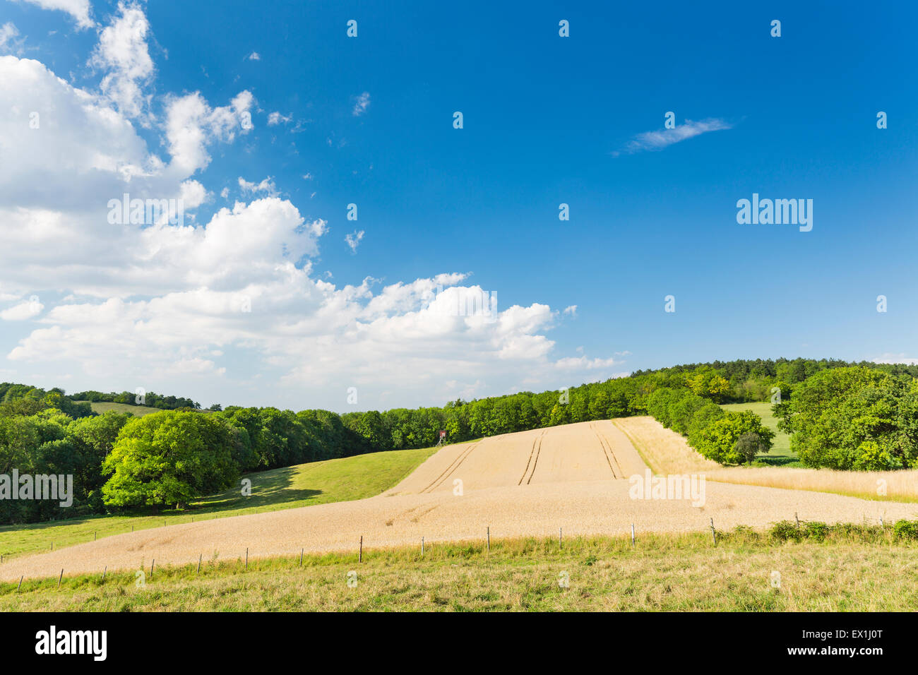 Un Dorato campo di segale con cielo blu su di una collina nella parte settentrionale di Eifel paesaggio in Germania. Foto Stock