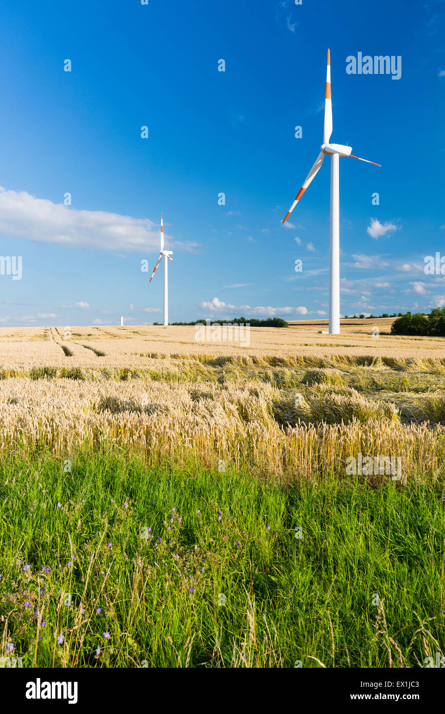 Le turbine eoliche in campi dorati in Eifel, Germania. Foto Stock