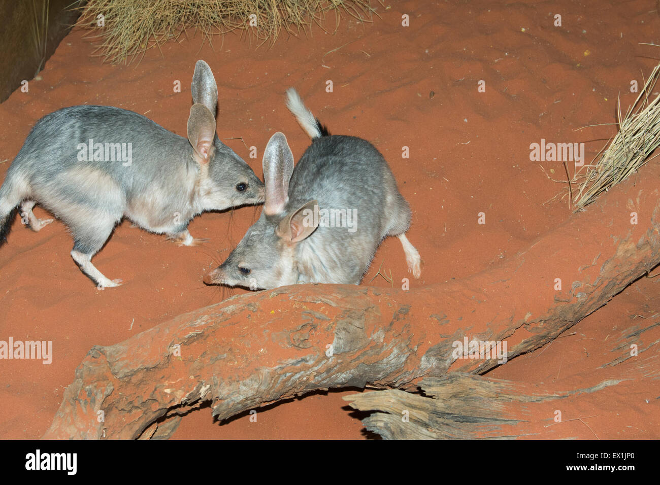 Australia, NT, Alice Springs. Il Parco del Deserto Alice Springs. Bilby (Captive: Macrotis lagotis). Foto Stock