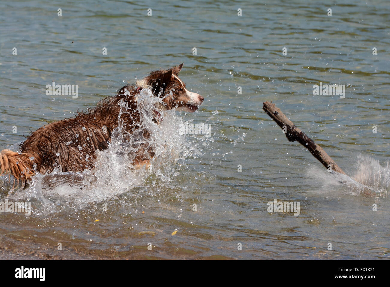 Dog run in un lago dopo stick Foto Stock