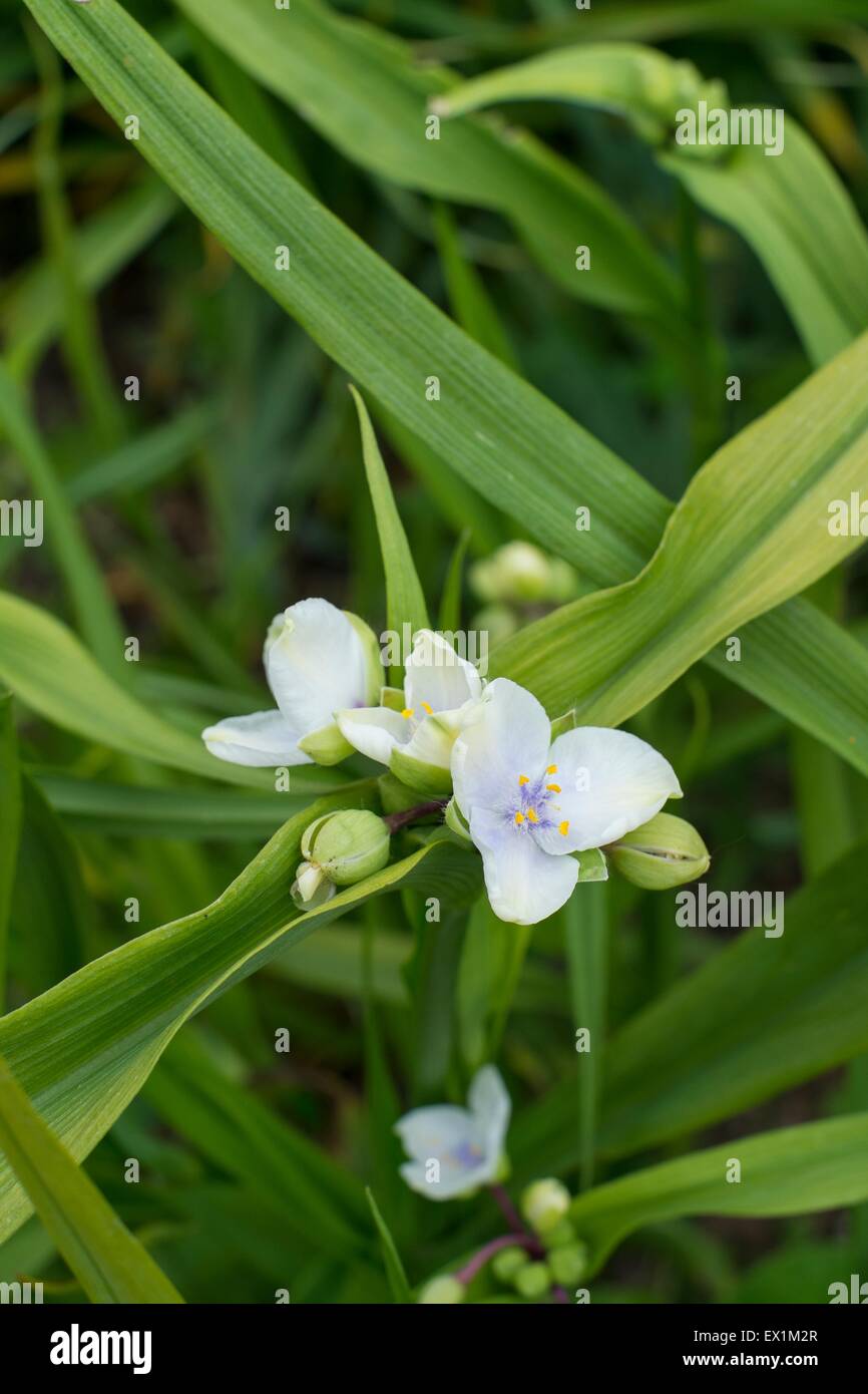 Giardino spiderwort - Tradescantia Foto Stock