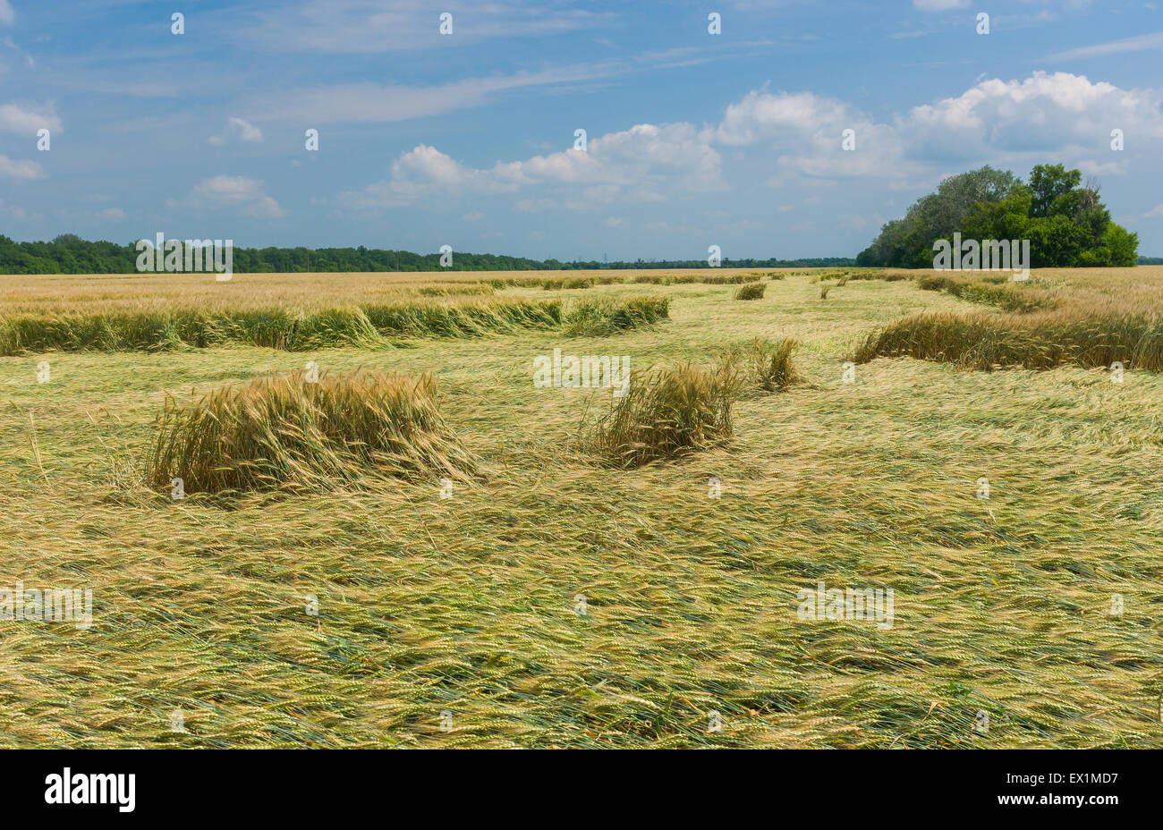 Paesaggio estivo con campo di grano che era sotto il vento forte attacco in Ucraina centrale Foto Stock