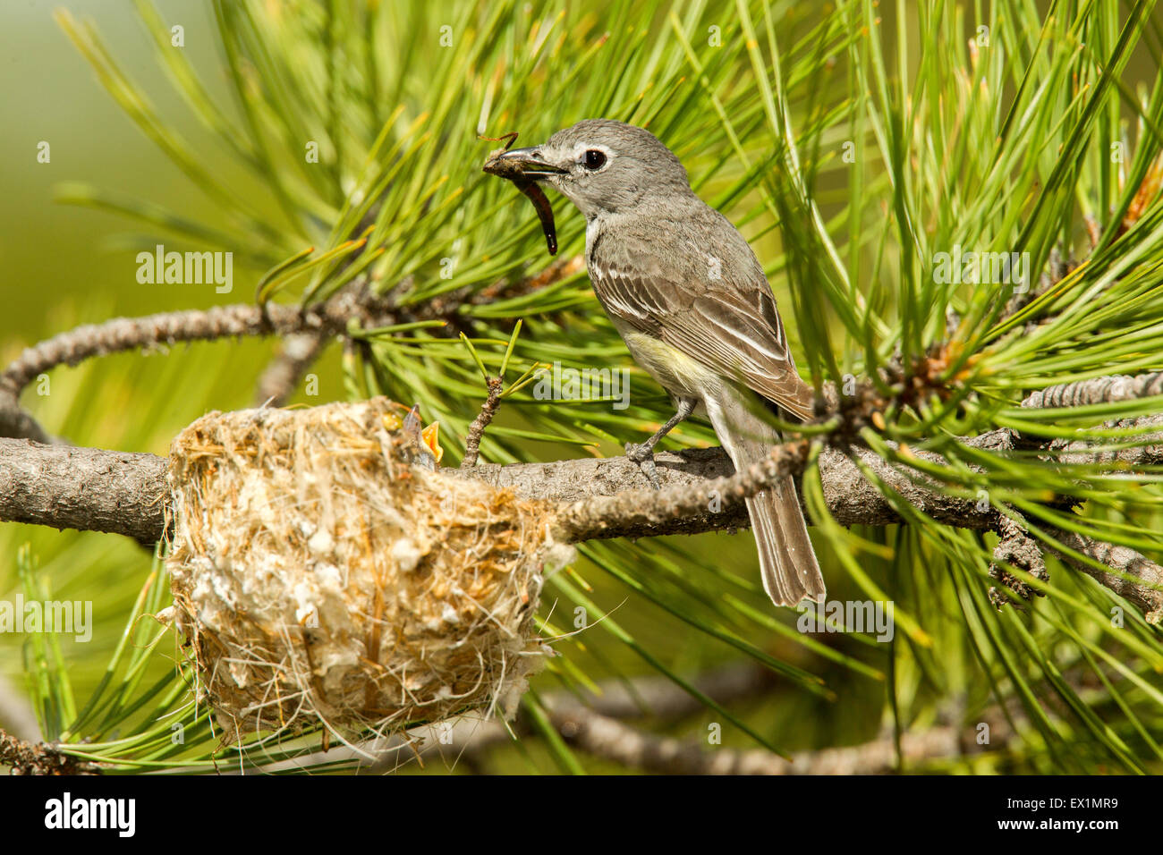 Plumbeous Vireo Vireo plumbeus vicino al Parco Nazionale di Bryce Canyon, Garfield County, Utah, Stati Uniti 23 giugno adulto Foto Stock