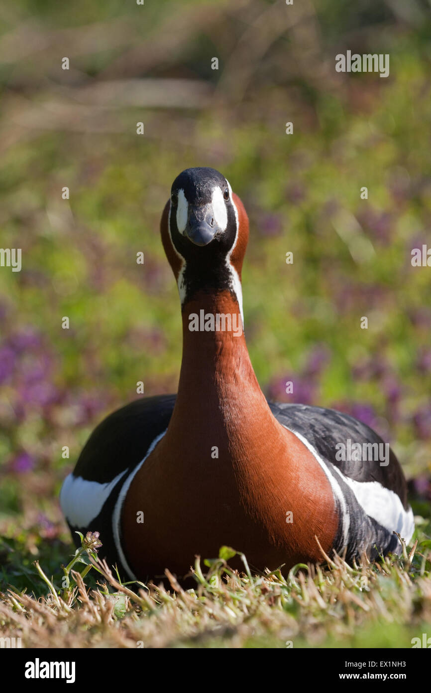 Red-breasted Goose (Branta ruficollis). Seduta o sqatting, rivolto in avanti, mostrando la piena vista frontale contrassegni caratteristici Foto Stock