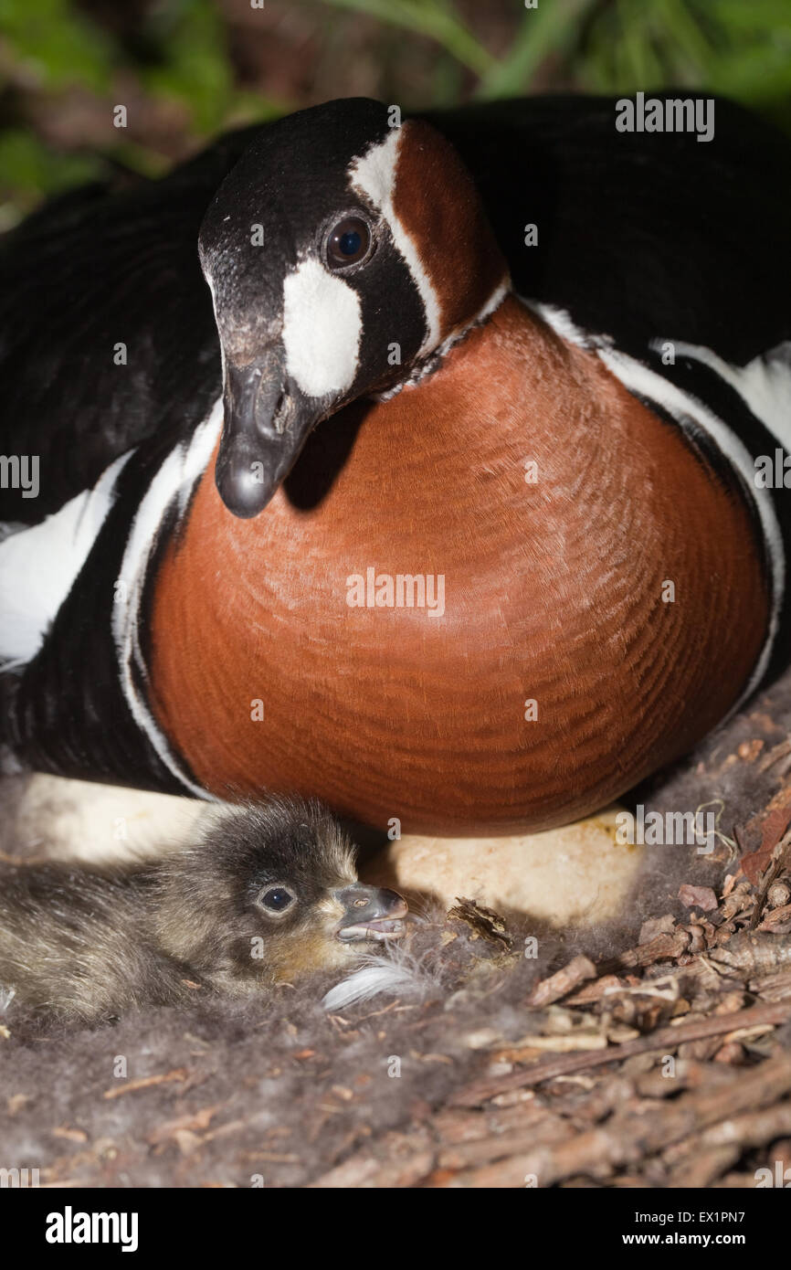 Red-breasted Goose (Branta ruficollis). Rivelando prima nella frizione di hatch gosling. Periodo di incubazione di 23 giorni. Foto Stock
