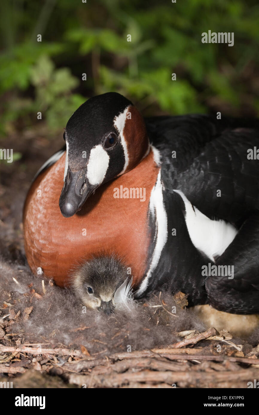 Red-breasted Goose (Branta ruficollis). Primo nella frizione di hatch gosling. Periodo di incubazione di 23 giorni. Foto Stock