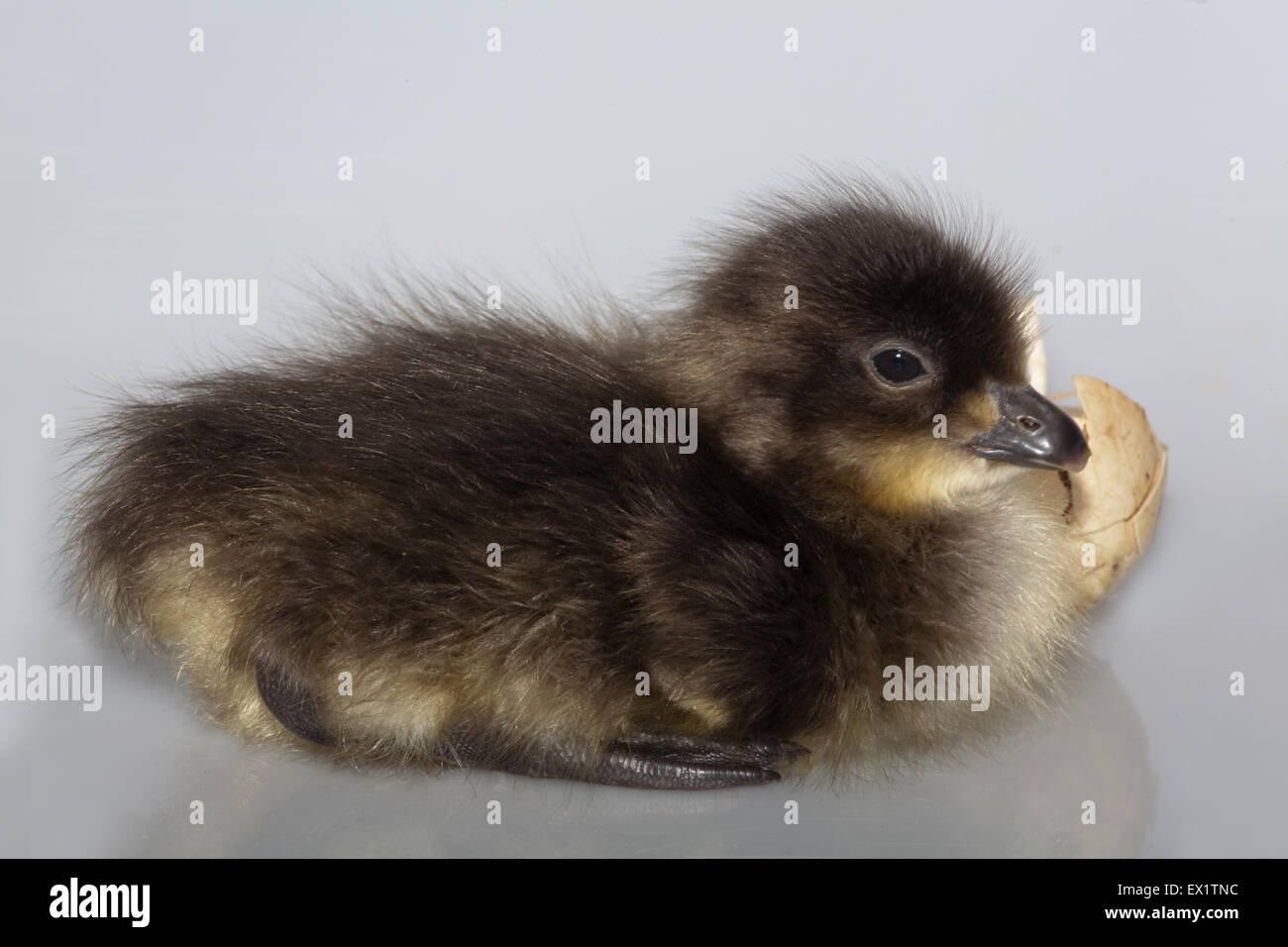 Red-breasted Goose (Branta ruficollis). Primo uovo in una frizione di hatch gosling. Periodo di incubazione di 23 giorni. Foto Stock