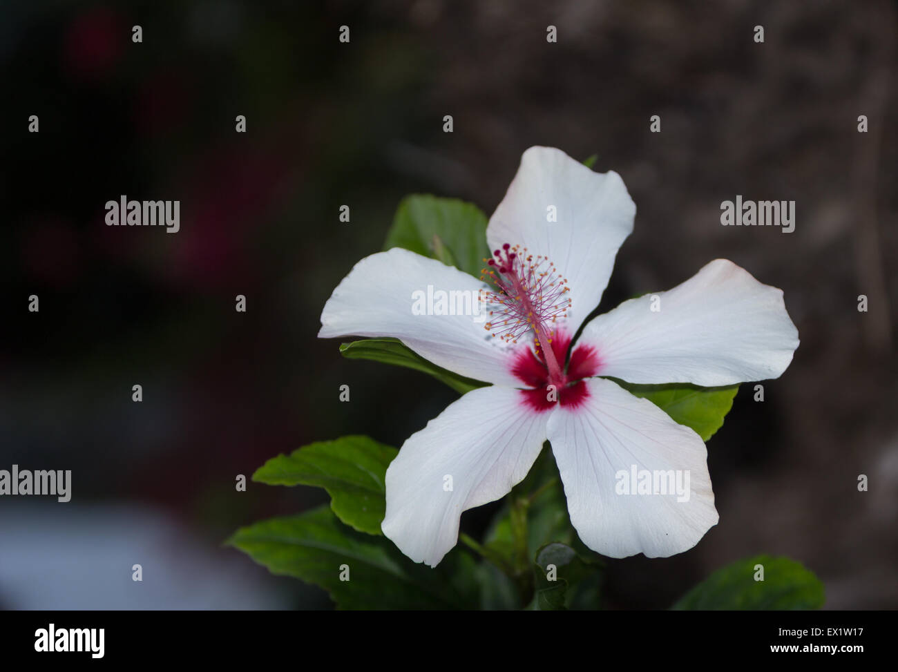 Fiori di ibisco con dettagliate stame e pistillo in un giardino hawaiano in primavera Foto Stock