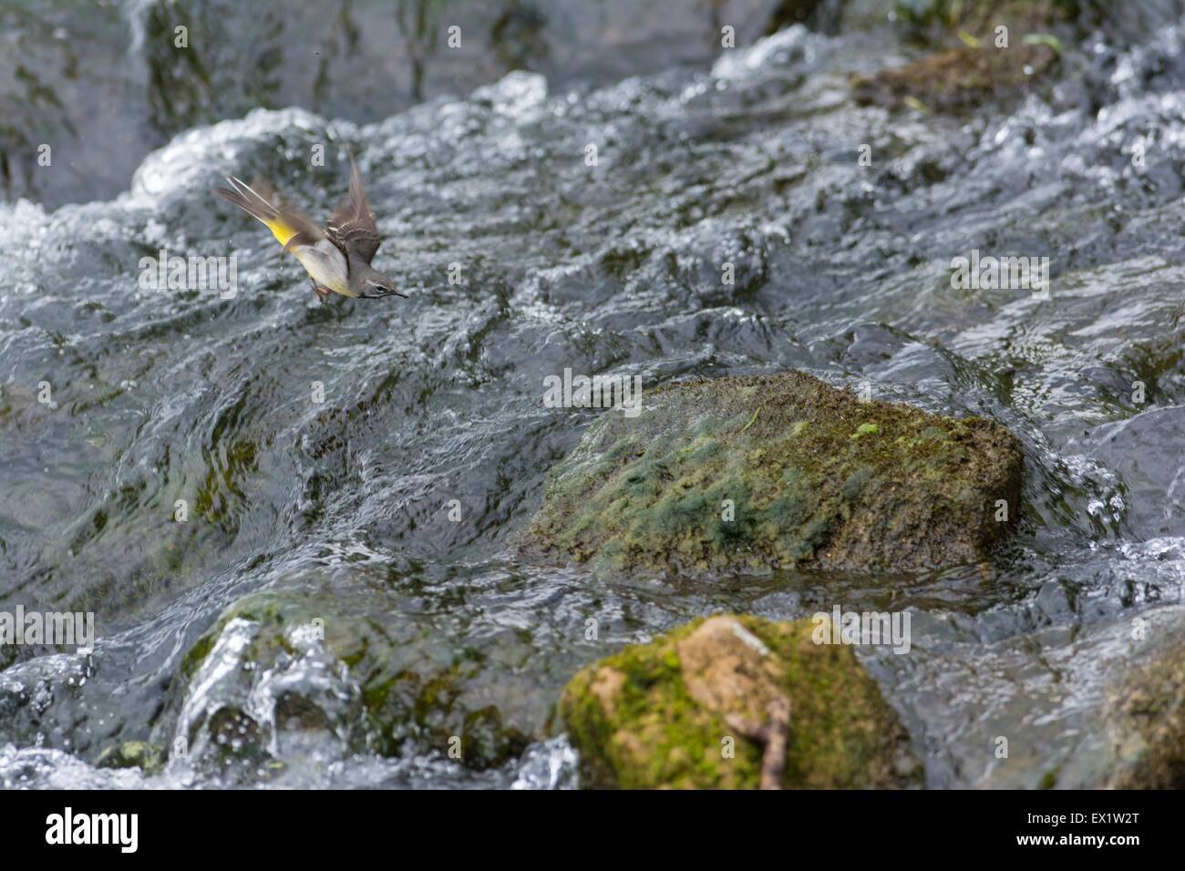 Grigio - Wagtail Motacilla cinerea, maschio adulto in volo oltre che scorre veloce sul fiume Derbyshire, Inghilterra, Giugno Foto Stock