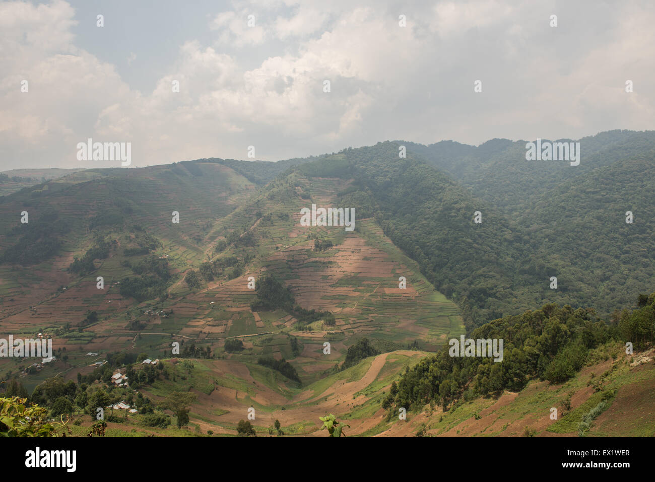 La foto mostra il confine tra gli insediamenti umani e protetta la foresta impenetrabile di Bwindi, Uganda Foto Stock
