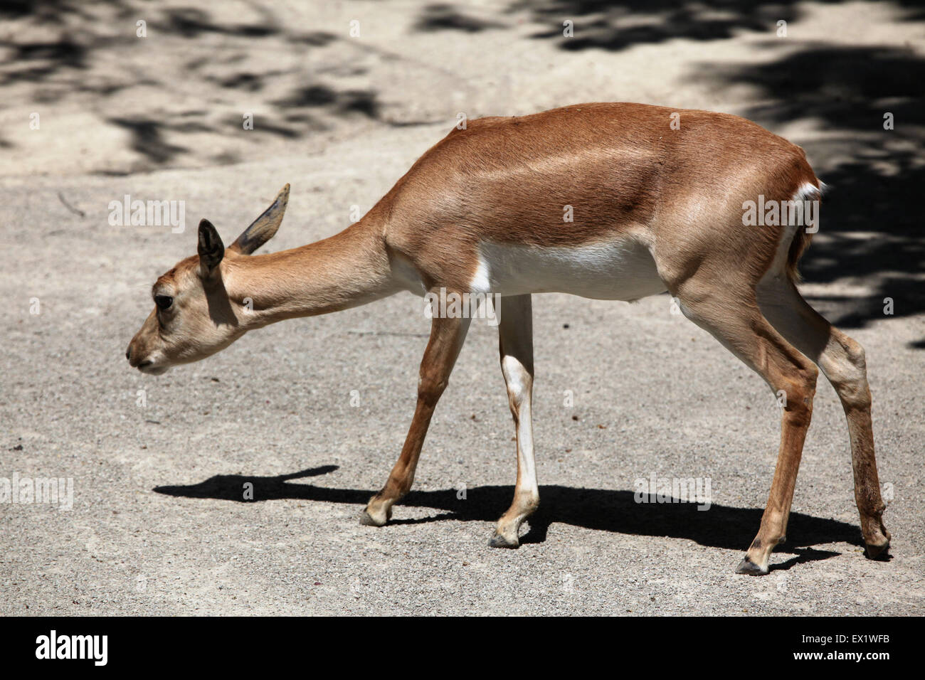 Femmina blackbuck indiano (Antilope cervicapra) presso lo Zoo di Schönbrunn a Vienna, Austria. Foto Stock