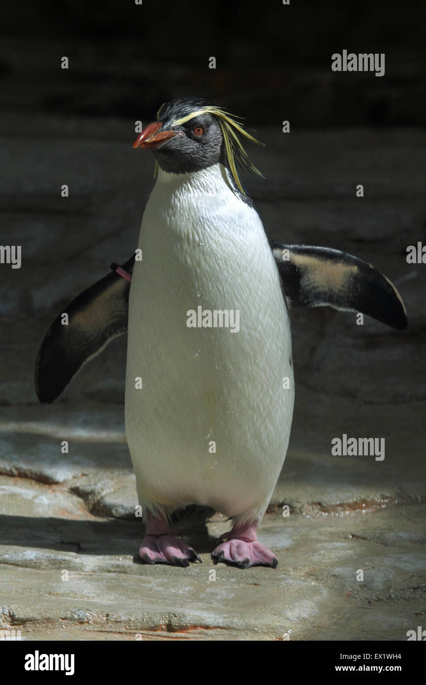 Nord pinguino saltaroccia (Eudyptes moseleyi) presso lo Zoo di Schönbrunn a Vienna, Austria. Foto Stock