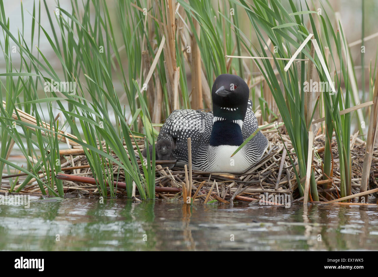 Loon comune (Gavia immer) Foto Stock