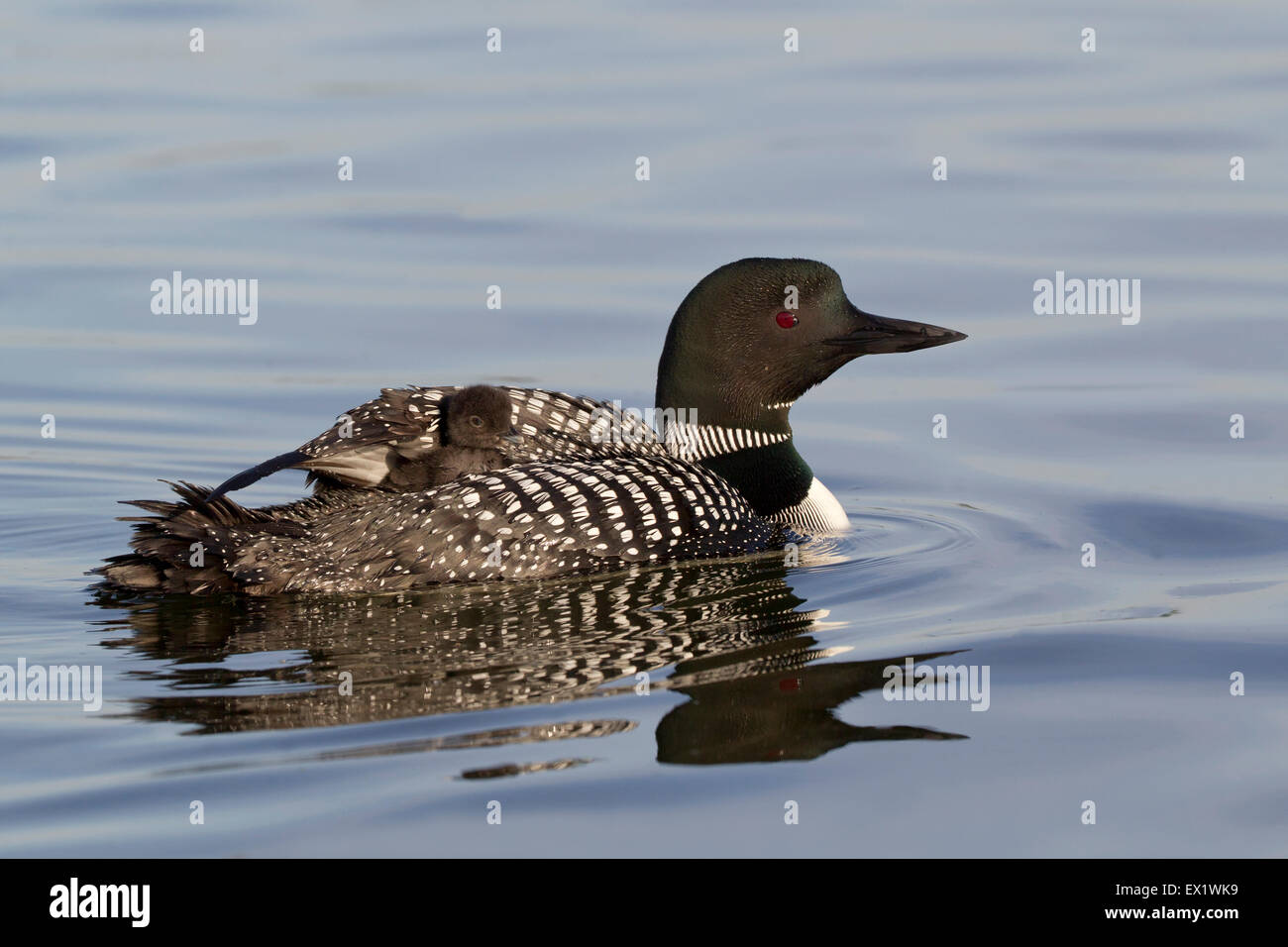 Loon comune (Gavia immer) Foto Stock