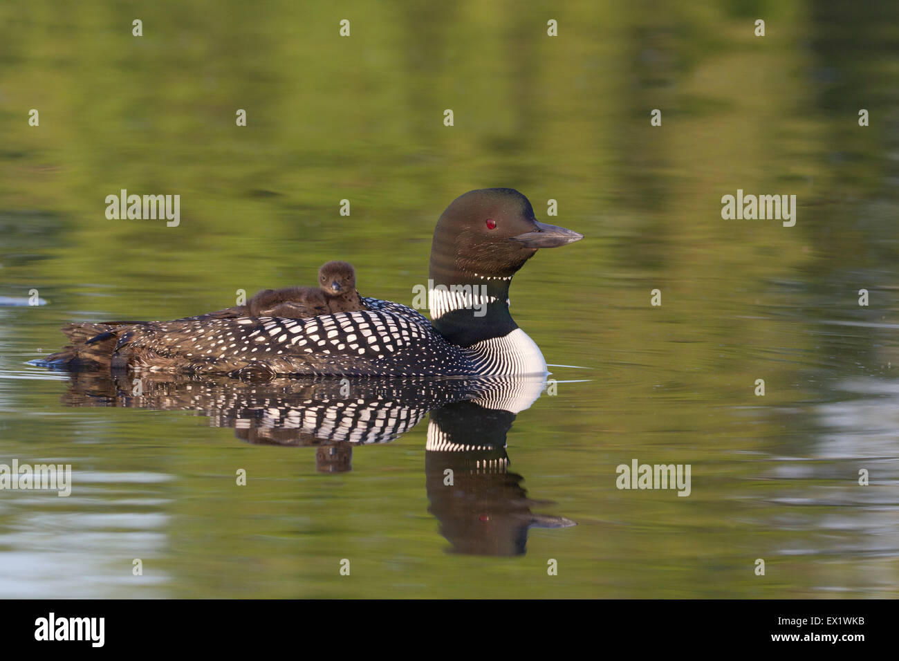 Loon comune (Gavia immer) Foto Stock