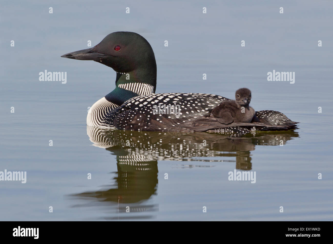 Loon comune (Gavia immer) Foto Stock