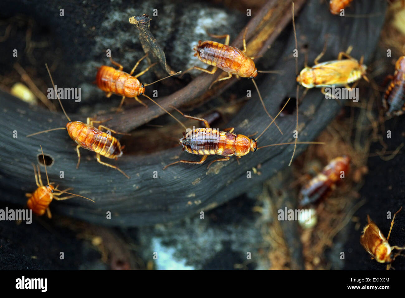 Turkestan scarafaggio (Blatta lateralis), noto anche come il rosso ruggine scarafaggio presso lo Zoo di Schönbrunn a Vienna, Austria. Foto Stock