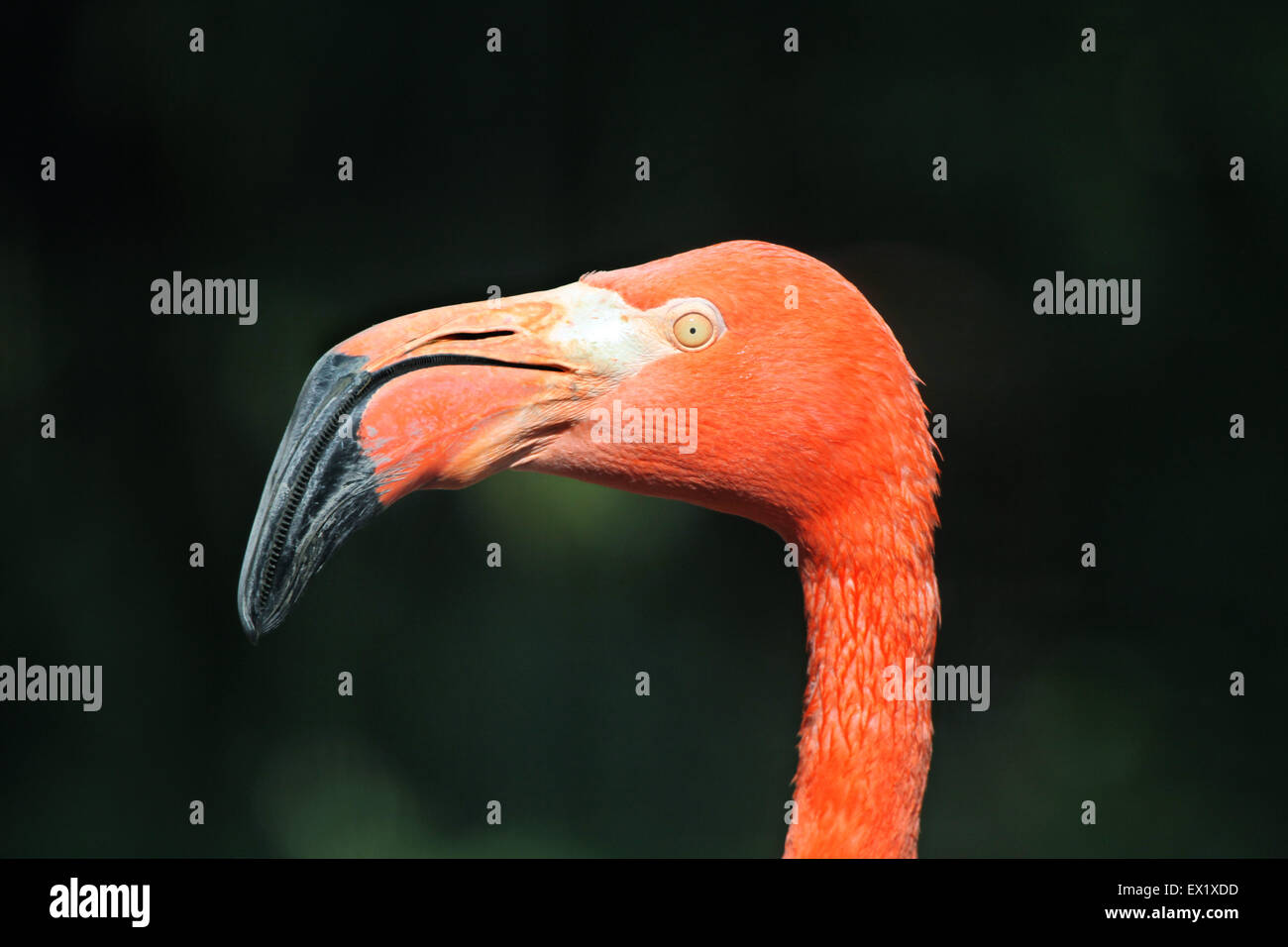 Caraibi flamingo (Phoenicopterus ruber ruber), noto anche come la American flamingo presso lo Zoo di Schönbrunn a Vienna, Austria. Foto Stock