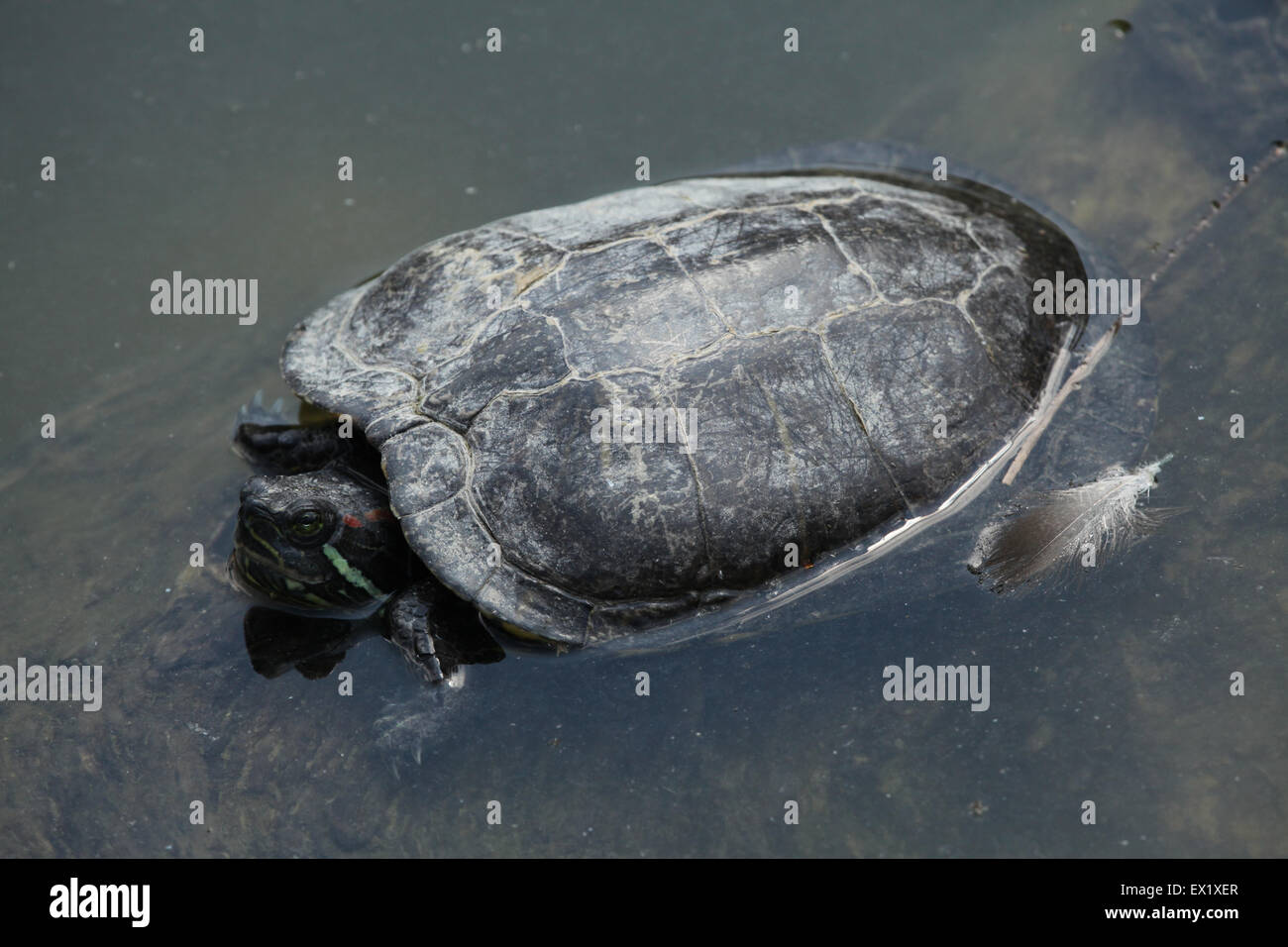 Tartaruga dalle orecchie rosse (Trachemys scripta elegans) nuoto presso lo Zoo di Schönbrunn a Vienna, Austria. Foto Stock
