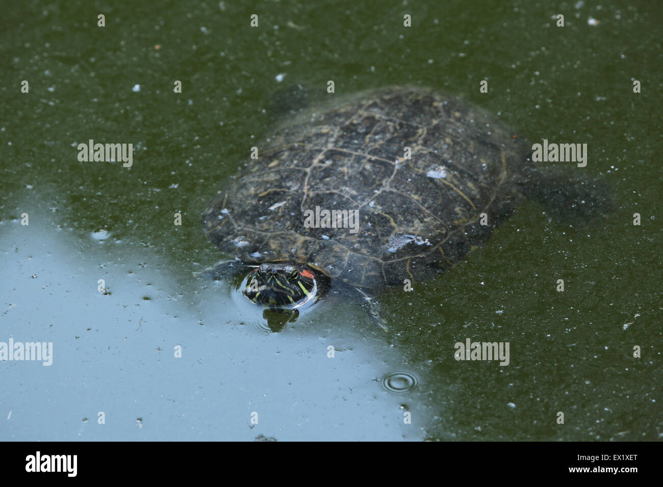 Tartaruga dalle orecchie rosse (Trachemys scripta elegans) nuoto presso lo Zoo di Schönbrunn a Vienna, Austria. Foto Stock