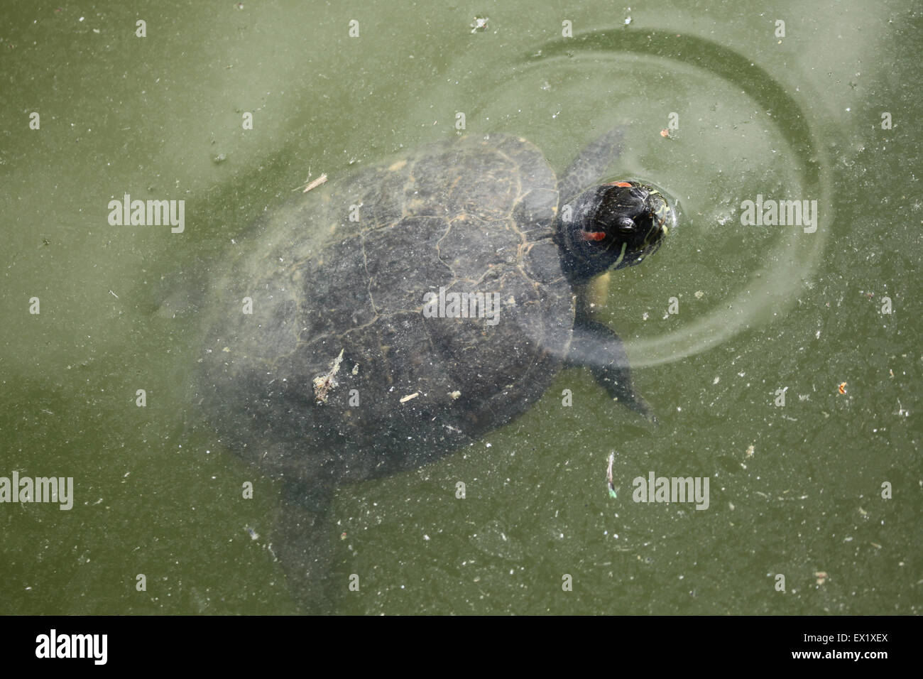 Tartaruga dalle orecchie rosse (Trachemys scripta elegans) nuoto presso lo Zoo di Schönbrunn a Vienna, Austria. Foto Stock