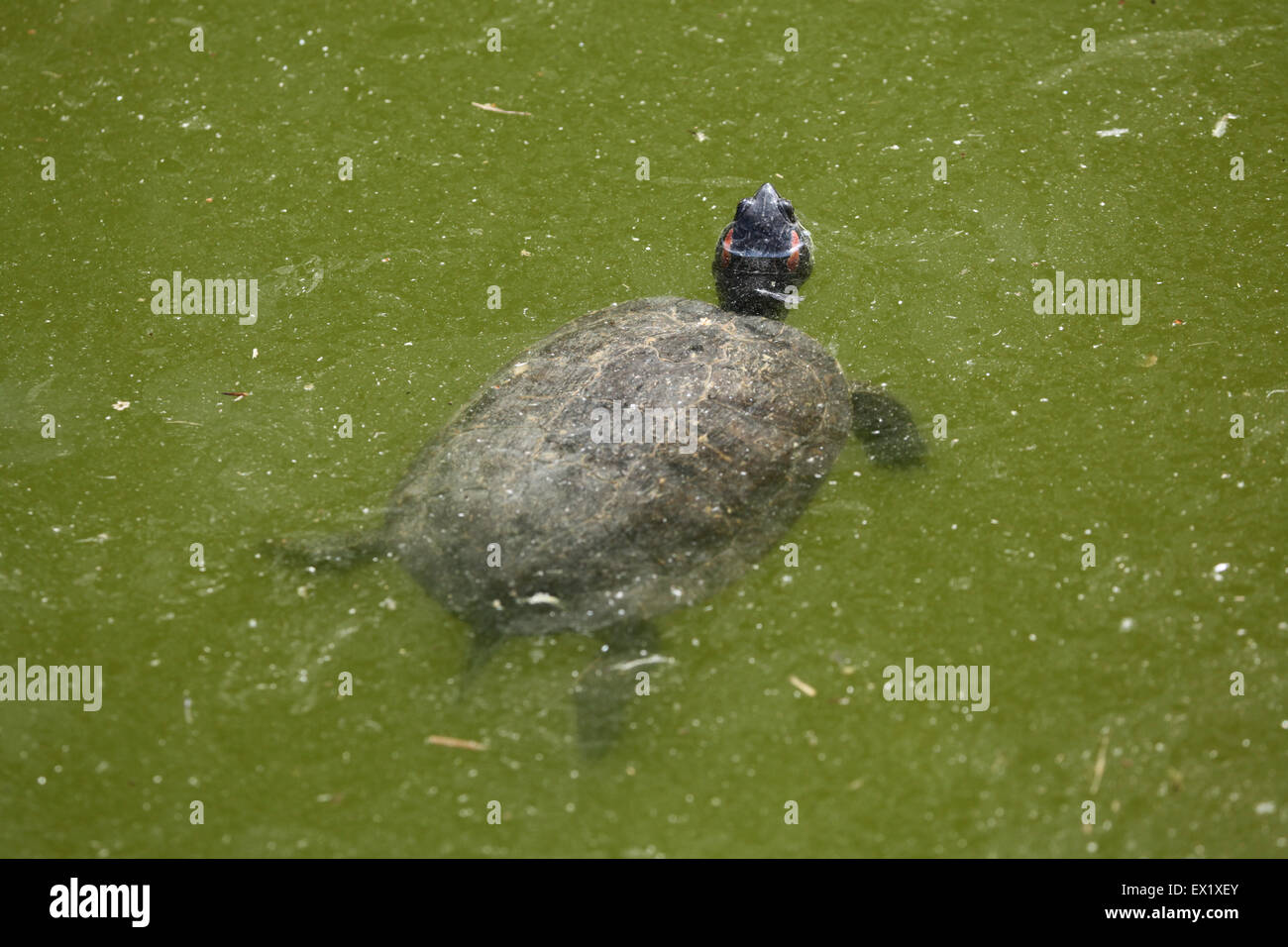 Tartaruga dalle orecchie rosse (Trachemys scripta elegans) nuoto presso lo Zoo di Schönbrunn a Vienna, Austria. Foto Stock