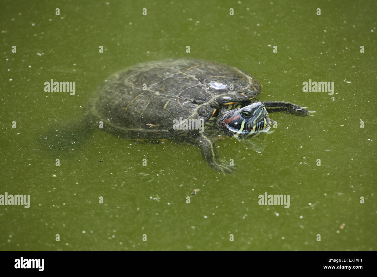 Tartaruga dalle orecchie rosse (Trachemys scripta elegans) nuoto presso lo Zoo di Schönbrunn a Vienna, Austria. Foto Stock